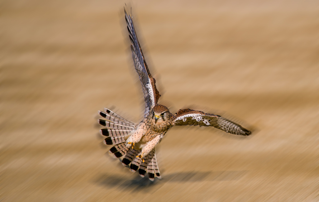 チョウゲンボウ