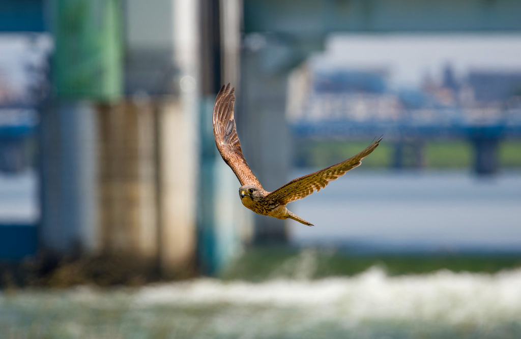 チョウゲンボウ