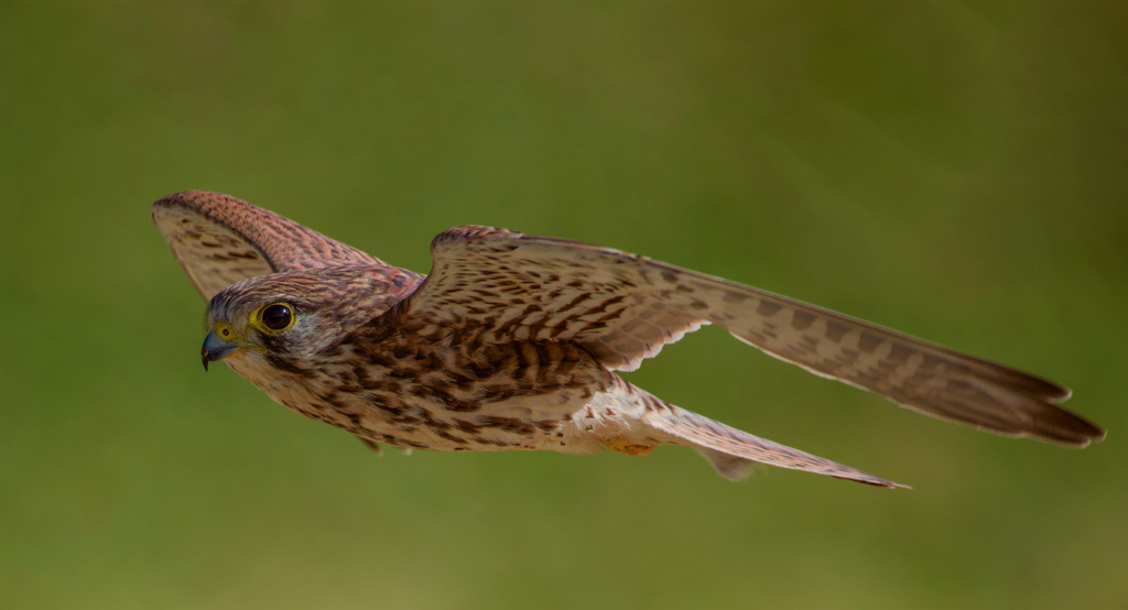 チョウゲンボウ