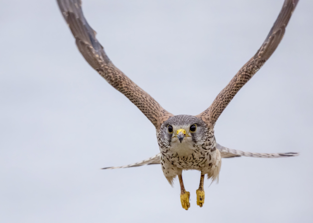 チョウゲンボウ
