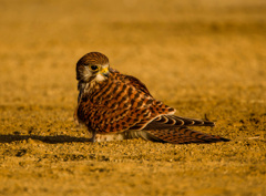 チョウゲンボウ