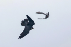 ハヤブサの狩