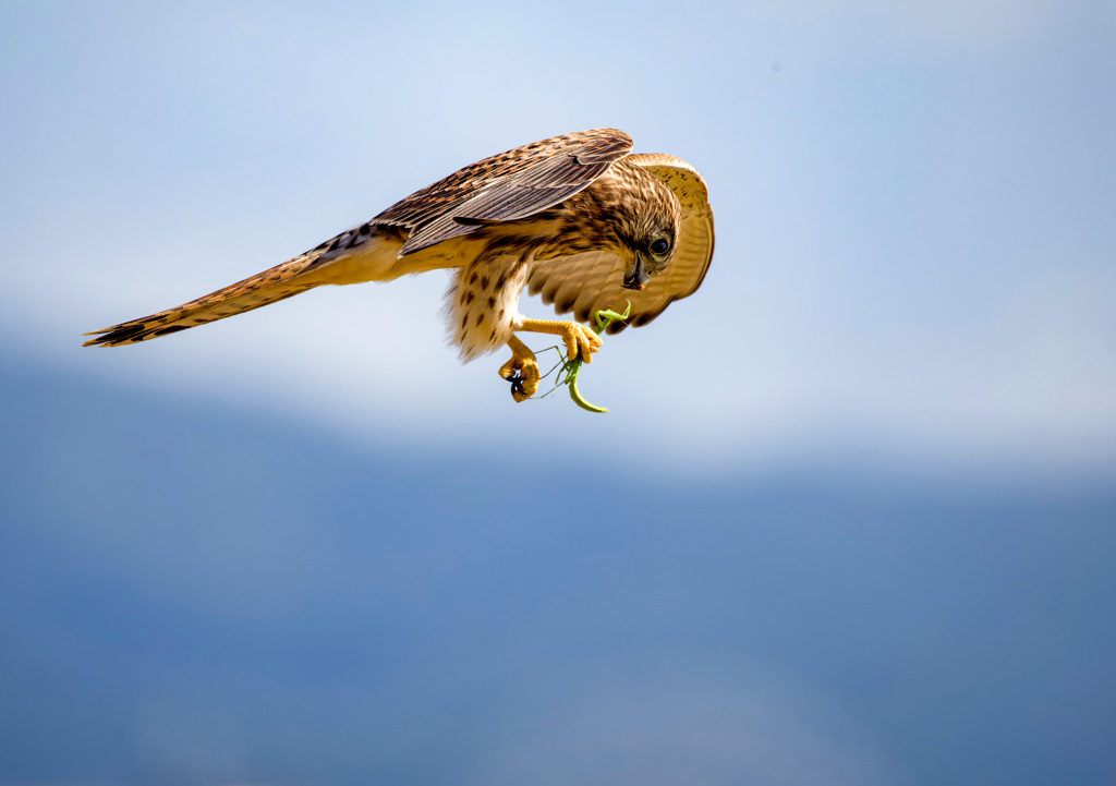 カマキリの抵抗