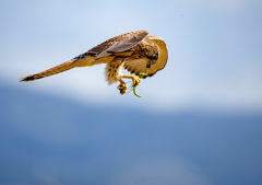 カマキリの抵抗