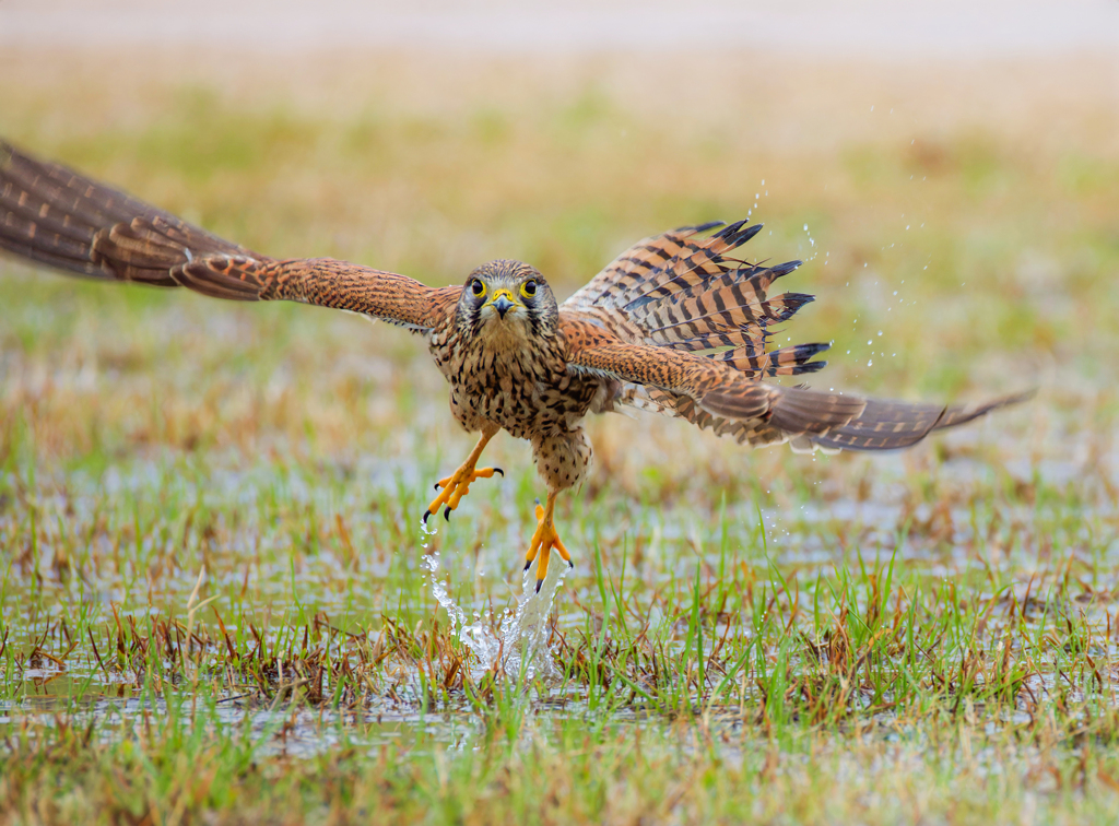 チョウゲンボウ