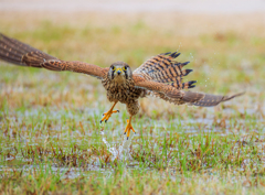 チョウゲンボウ