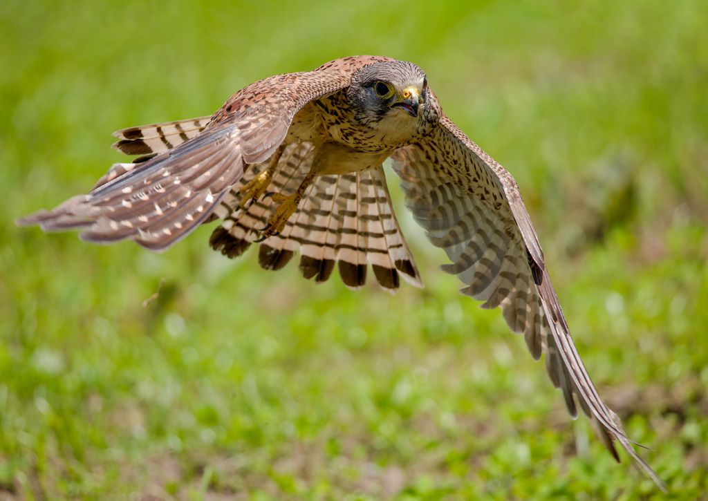 チョウゲンボウ