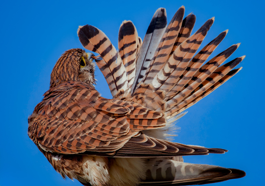 チョウゲンボウ