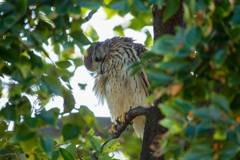 チョウゲンボウ