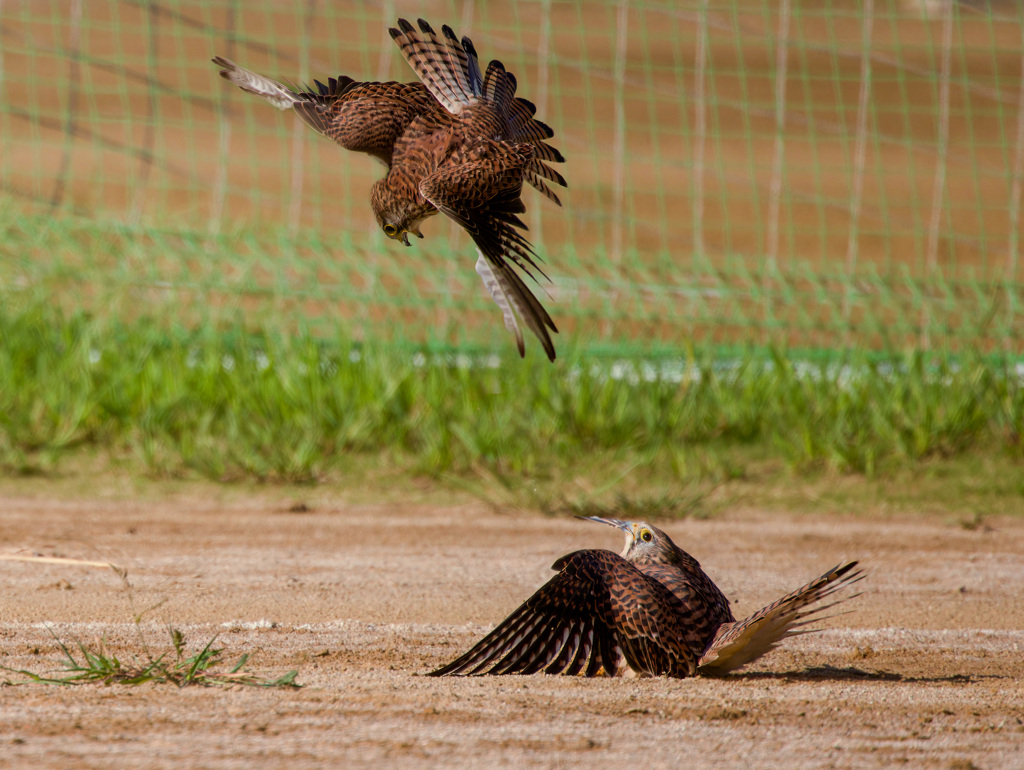 チョウゲンボウ