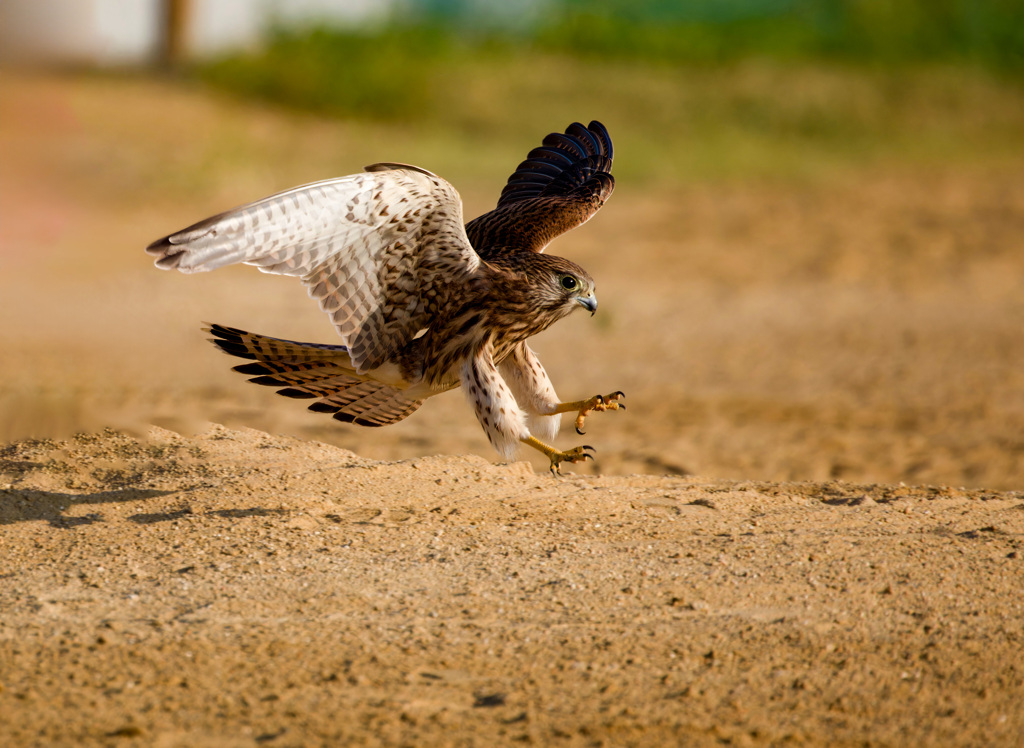 チョウゲンボウ