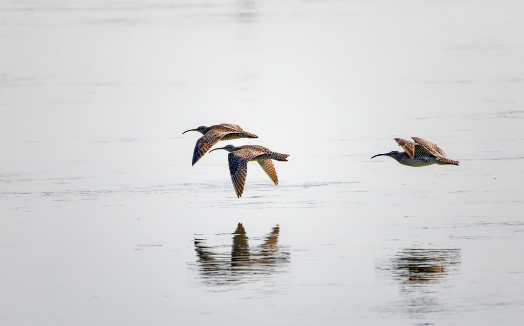 チュウシャクシギ