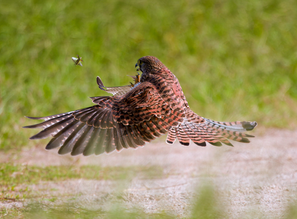 ナイスキャッチ1