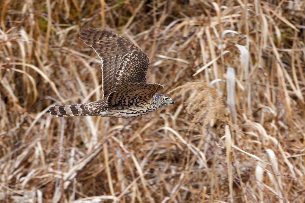 オオタカ（若）