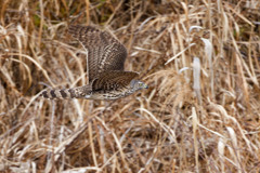 オオタカ（若）