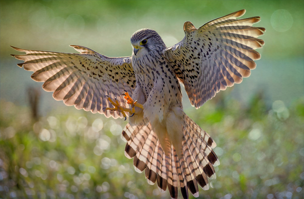 チョウゲンボウ