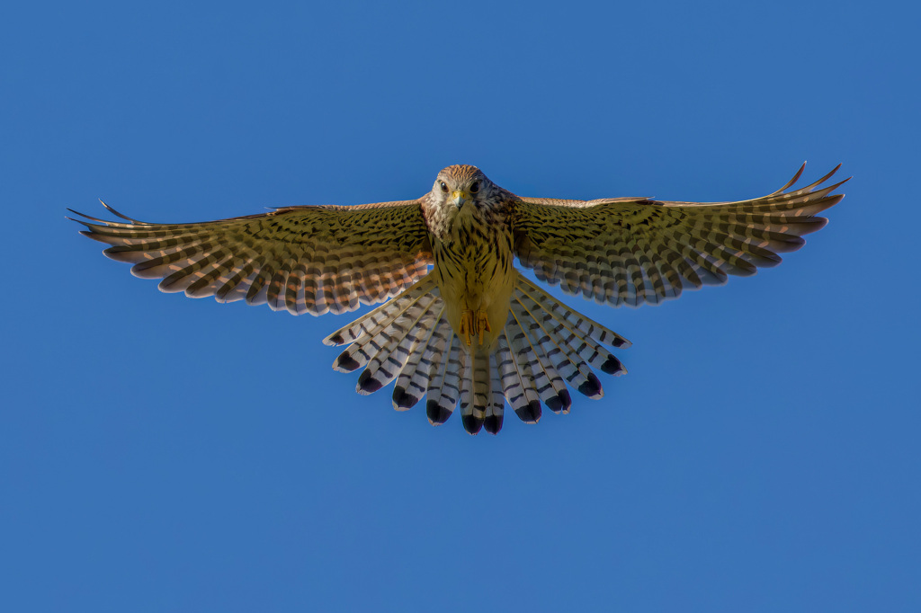 チョウゲンボウ