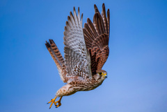 チョウゲンボウ