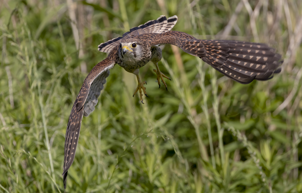 チョウゲンボウ