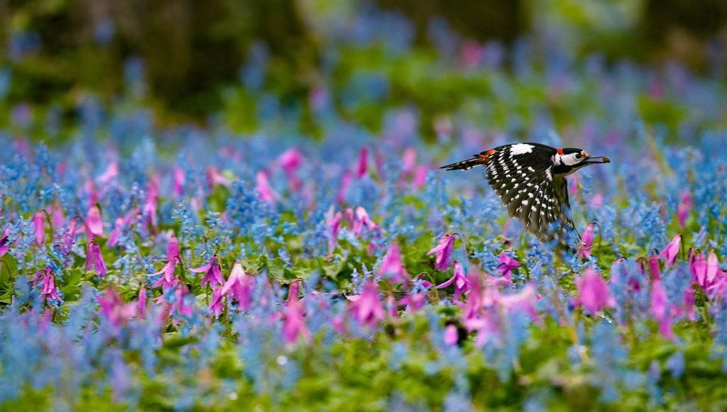 カタクリ・エゾエンゴサクの中を飛ぶ