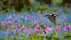 カタクリ・エゾエンゴサクの中を飛ぶ