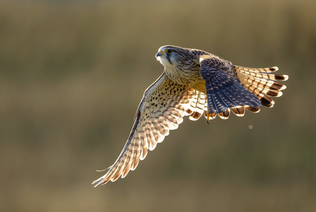 チョウゲンボウ