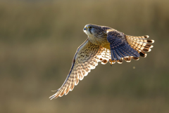 チョウゲンボウ