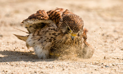 チョウゲンボウ