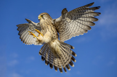 チョウゲンボウ