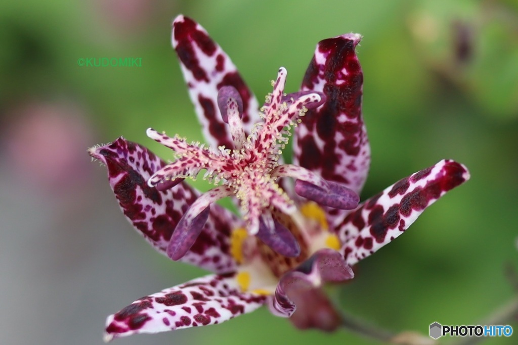 ホトトギスの花