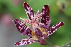 ホトトギスの花