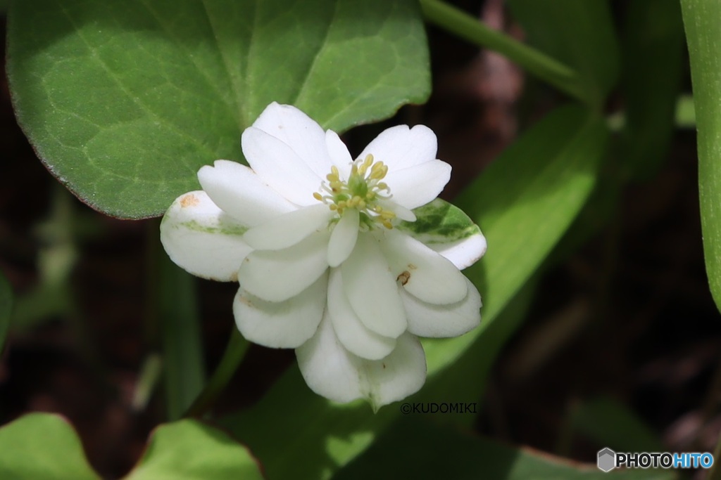 生い茂る草むらの陰に