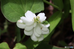 生い茂る草むらの陰に