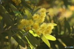 ミモザ開花