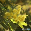 ミモザ開花