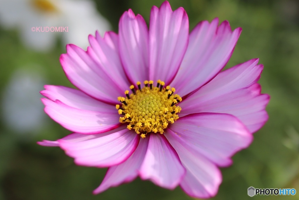 私の好きなタイプ