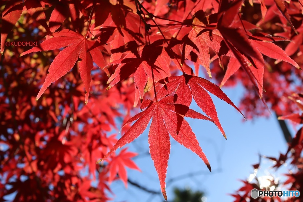 紅葉狩り