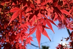 紅葉狩り