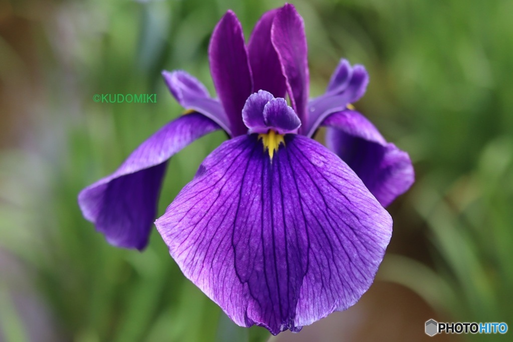 花菖蒲