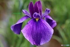 花菖蒲