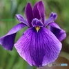 花菖蒲