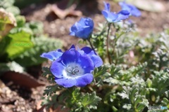 公園の花壇で見つけたネモフィラ