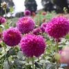 素敵なダリア園