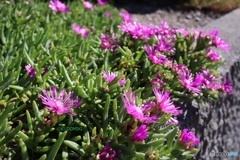 まだ夏の花
