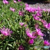 まだ夏の花