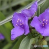 紫露草
