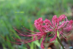 彼岸花