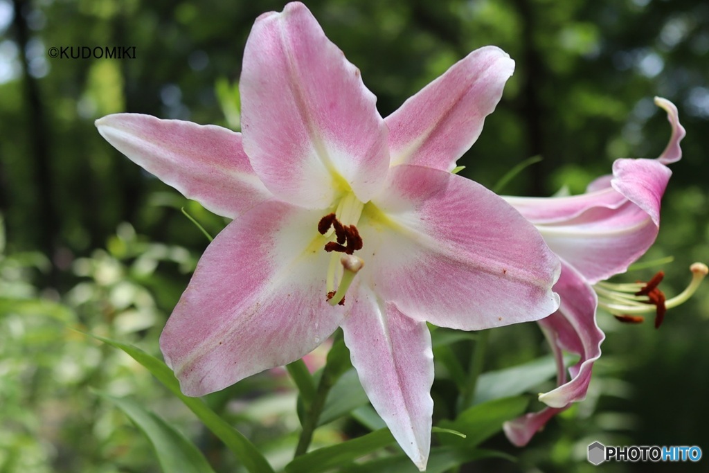 ユリの花