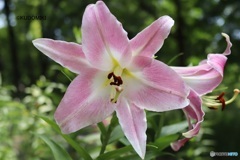 ユリの花
