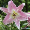 ユリの花